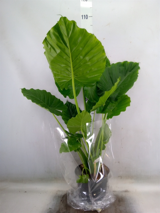 <h4>Alocasia gageana</h4>
