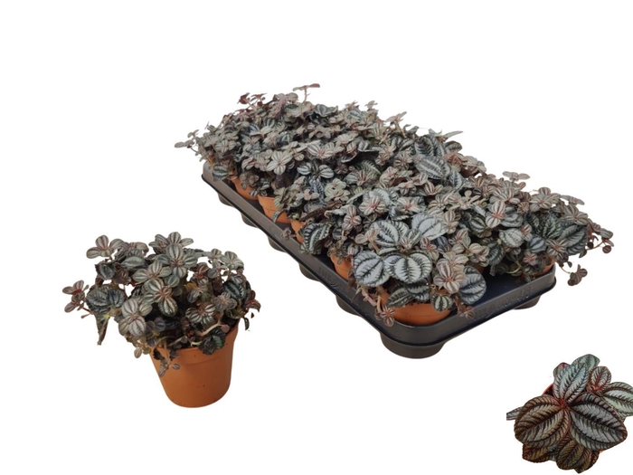 <h4>PILEA NORFOLK</h4>