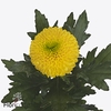 Chrys bl brasiliana