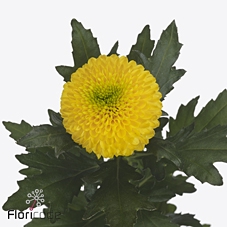 Chrys bl brasiliana