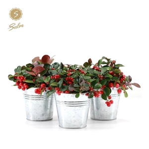 Gaultheria pr. 'Big Berry'® P10 in Zinc Old-Look