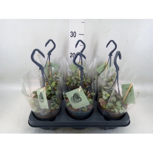 Ceropegia woodii ssp. woodii