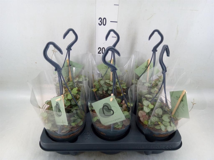 <h4>Ceropegia woodii ssp. woodii</h4>