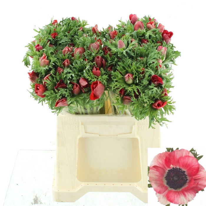 <h4>ANEM CO MIS + RED</h4>