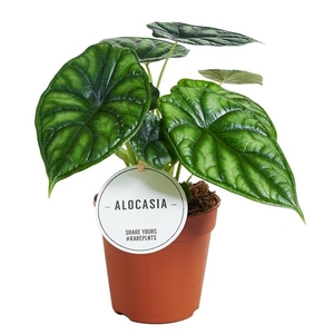 Alocasia 'Dragon Scale'