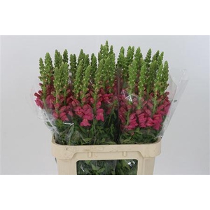 Antir Avignon Rose