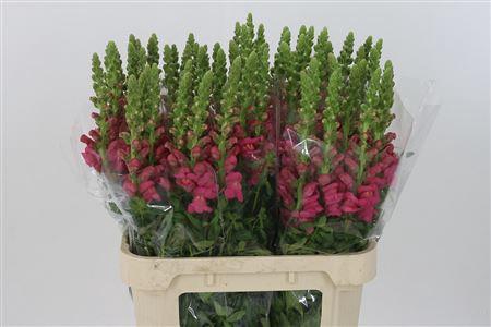 <h4>Antir Avignon Rose</h4>