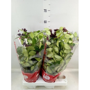 Aeschynanthus  'Mona Lisa'