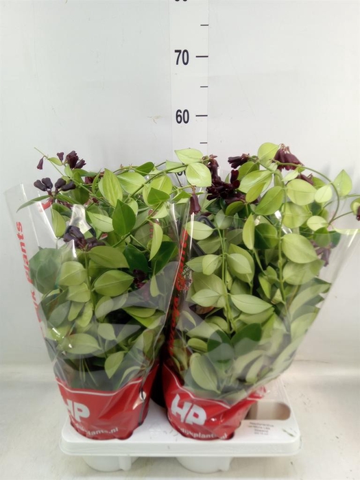 <h4>Aeschynanthus  'Mona Lisa'</h4>