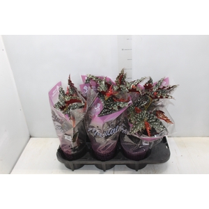 BEGONIA MACULATA SPOTLIGHT DARK P13