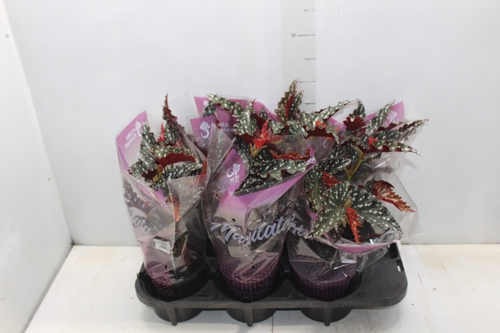 <h4>BEGONIA MACULATA SPOTLIGHT DARK P13</h4>