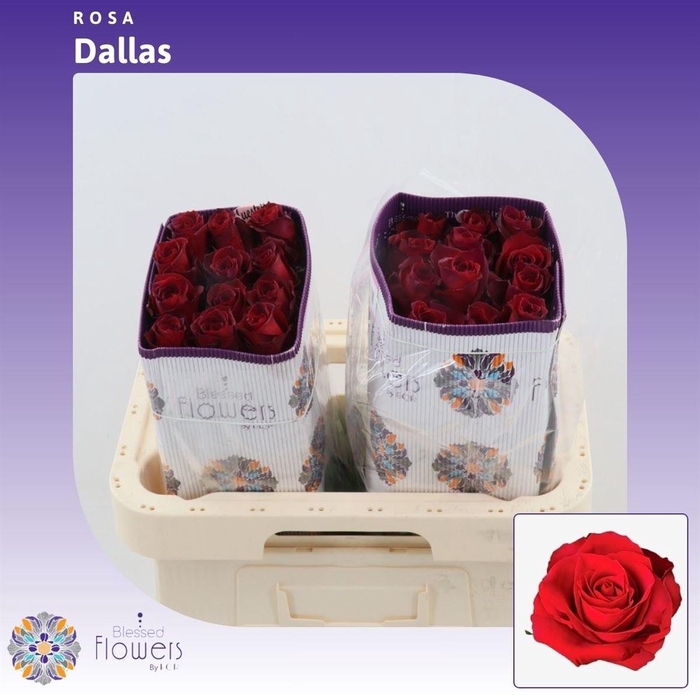 <h4>Rosa gr Dallas</h4>