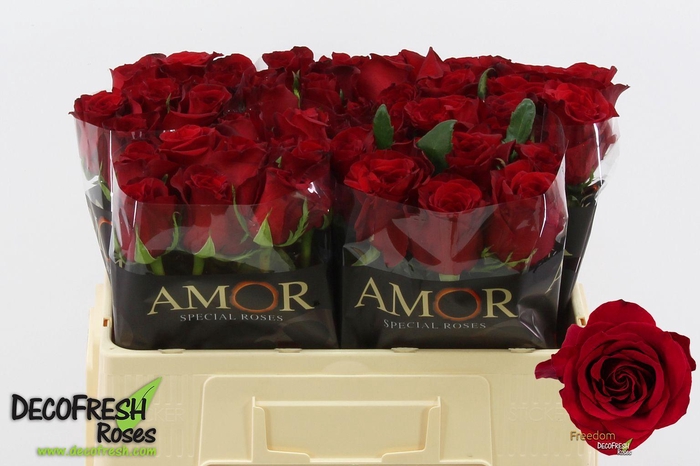 <h4>R Gr Freedom</h4>