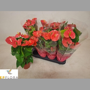 ANTHU AN ARISA PINK