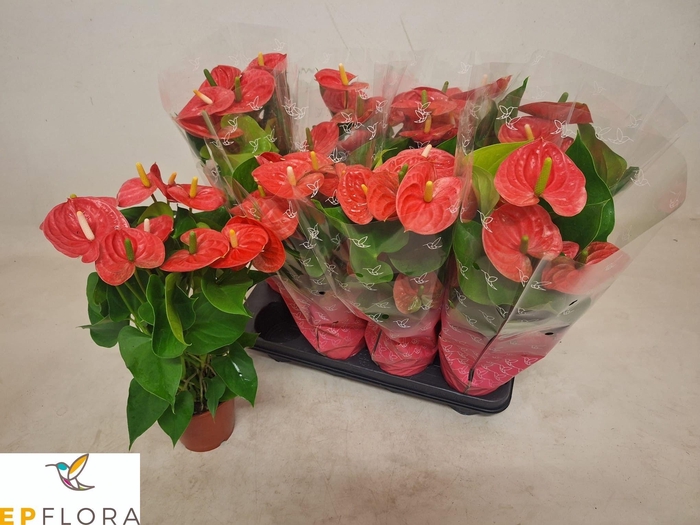 <h4>ANTHU AN ARISA PINK</h4>
