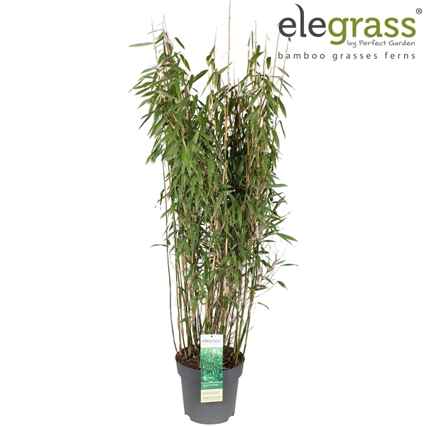 <h4>Fargesia murielae 'Dino' P29</h4>