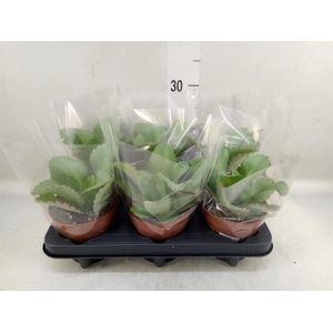 Kalanchoe NF daigremontiana