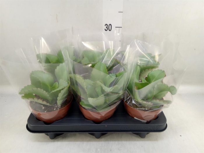 Kalanchoe NF daigremontiana