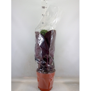 Calathea  'Medallion'