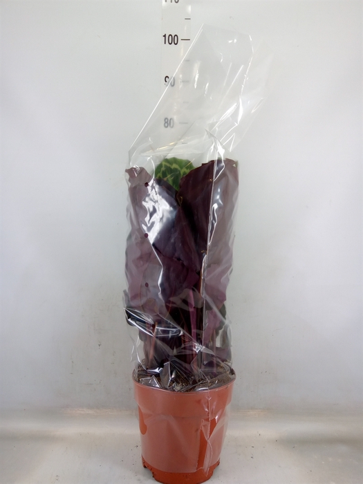 <h4>Calathea  'Medallion'</h4>