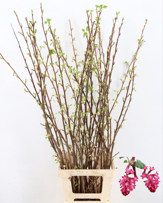 <h4>RIBES KING EDWARD 7</h4>