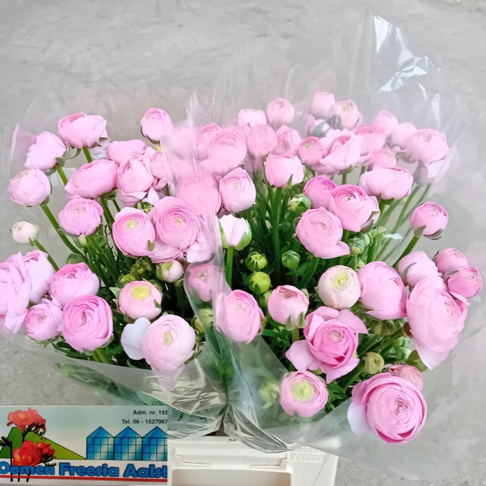 <h4>RAN AAZUR ROSE</h4>