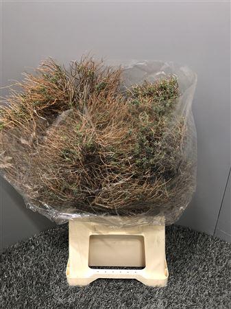 <h4>Euph Spinosa</h4>