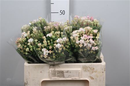 <h4>Bou En Blossom</h4>