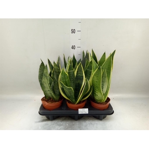 Sansevieria trifa.   ...