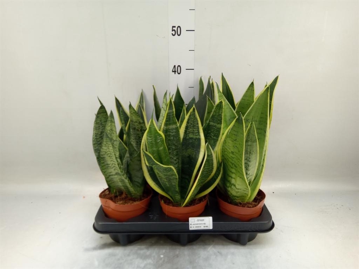 <h4>Sansevieria trifa. ...</h4>