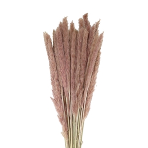 Dried flowers Pampass grass fluffy 80cm