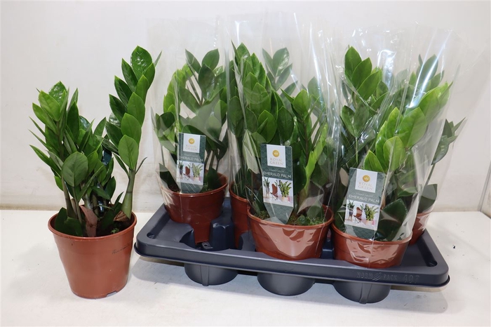 <h4>Zamio Zamiifolia</h4>
