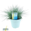 Festuca Glauca Intense Blue®
