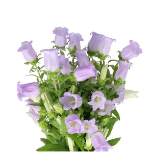 CAMPANULA MEDIUM 'CAMPANA PEARL PK'