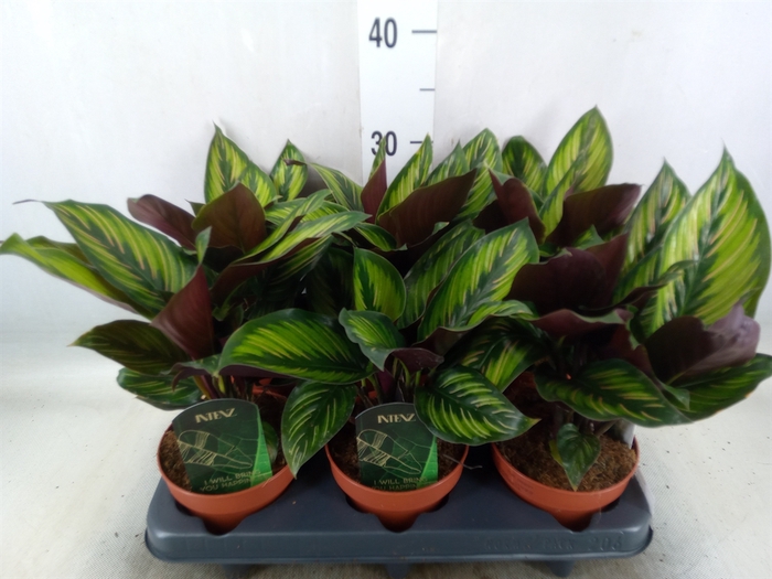 <h4>Calathea  'Beautystar'</h4>