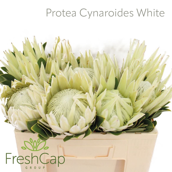 <h4>Protea Cynaroides White</h4>