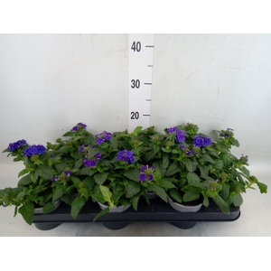 Verbena  'Magelana Dark Blue'