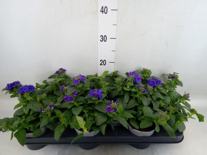 <h4>Verbena  'Magelana Dark Blue'</h4>