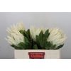 Protea Cyn. Ayoba Arctic Ice