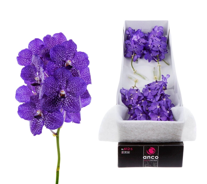 <h4>Vanda 'Sunanda Blueberry Smoothie'</h4>
