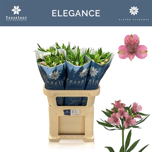 <h4>Alstroemeria Elegance 50 gram</h4>