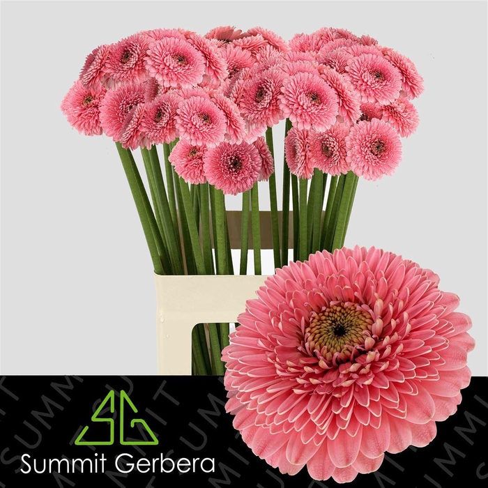 <h4>Ge Mi Pom Piggy Xxl</h4>