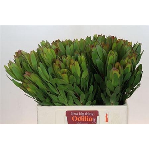 Leucad Saf Goldstrik