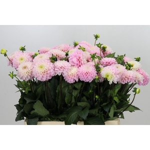 Dahlia  'Wizard of Oz'