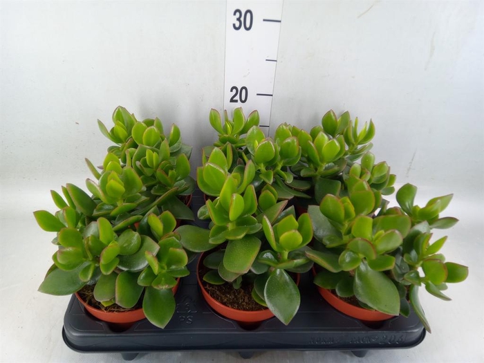 <h4>Crassula 'Hulk'</h4>