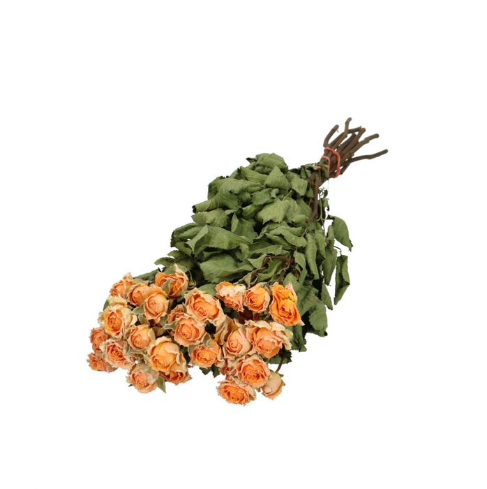 <h4>Dried flowers Rose spray 40cm x10</h4>