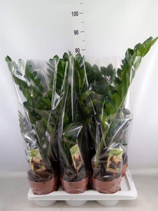 <h4>Zamioculcas zamiifolia</h4>