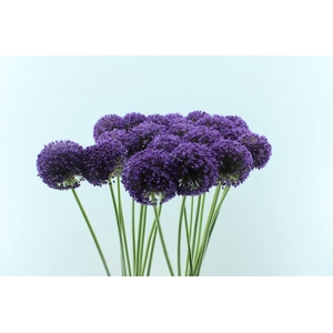 Allium Ambassador