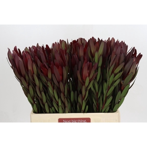 Leucadendron Saf Sunset Dark Red
