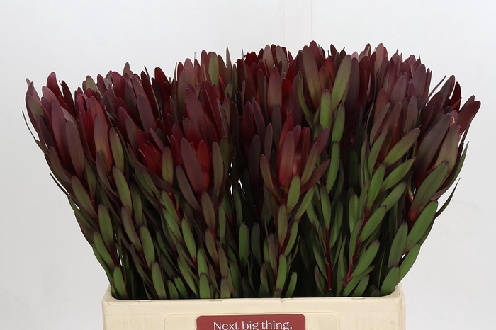 <h4>Leucadendron Saf Sunset Dark R.</h4>